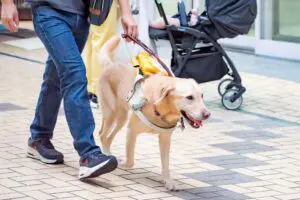 sirabee20251028guidedog3