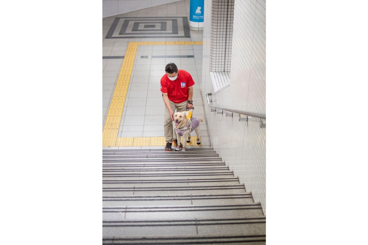 訓練中の様子。階段の1段目に足をかけて止まった訓練犬を褒めている訓練士