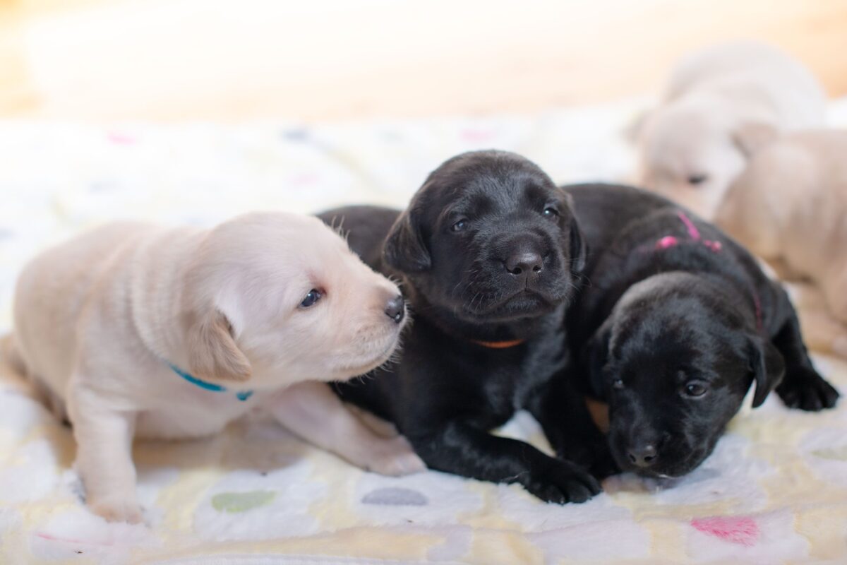 現在の子犬たちの様子