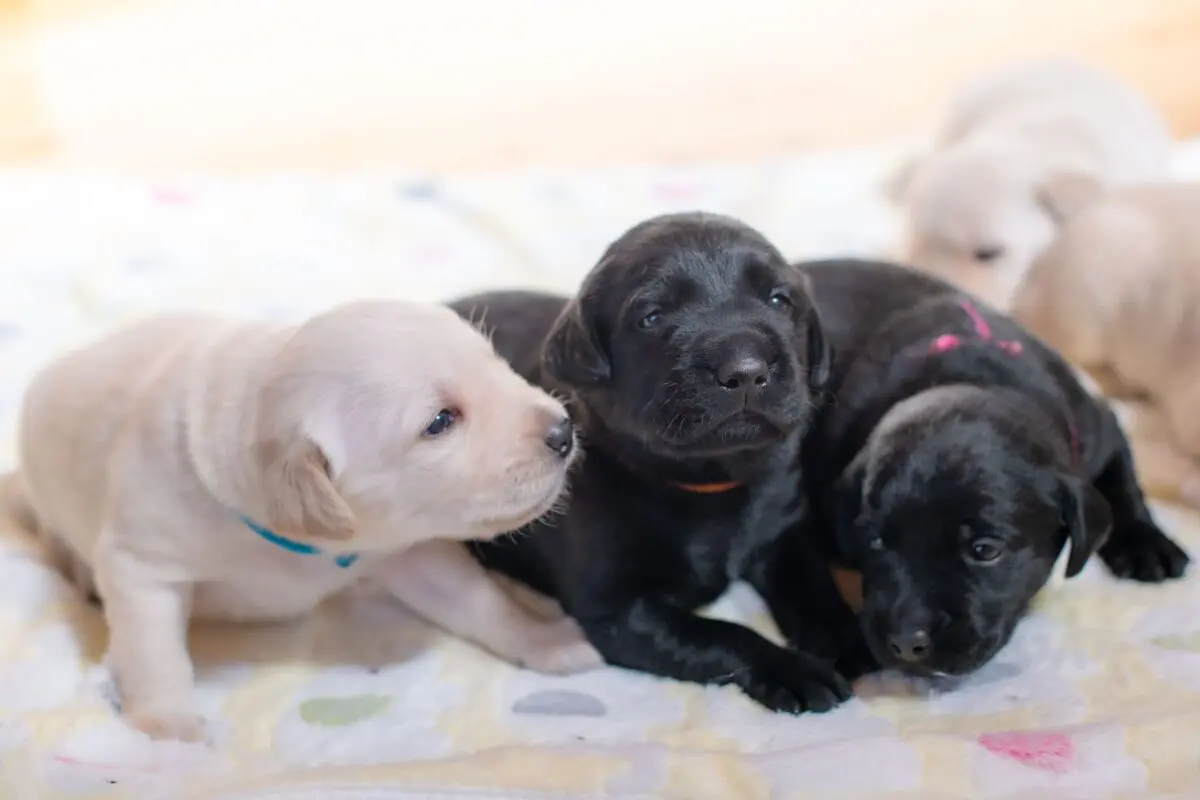 sirabee20251028guidedog6