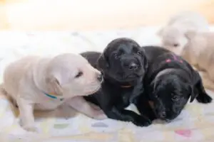 sirabee20251028guidedog6