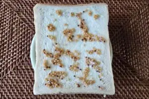 sirabee20251029toast3