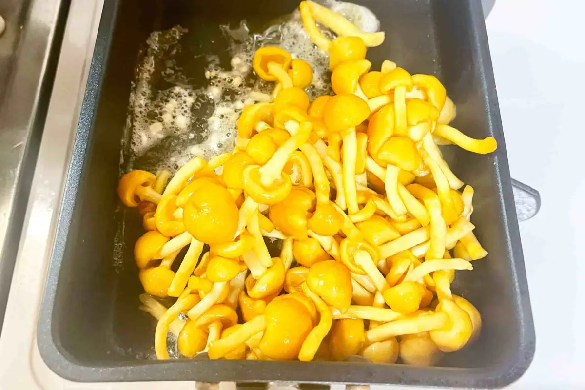 sirabee20251105nameko4