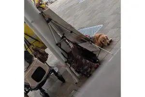 sirabee202511113dog2