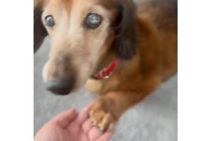 ダックスフンドのアロンくん