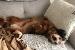 sirabee20251120aron-kun10