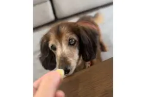 sirabee20251120aron-kun11