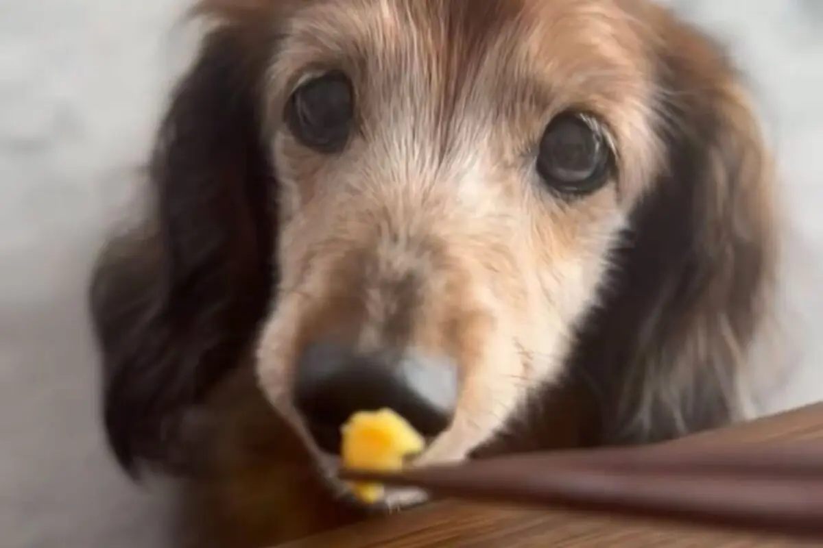 sirabee20251120aron-kun12