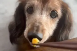 sirabee20251120aron-kun12