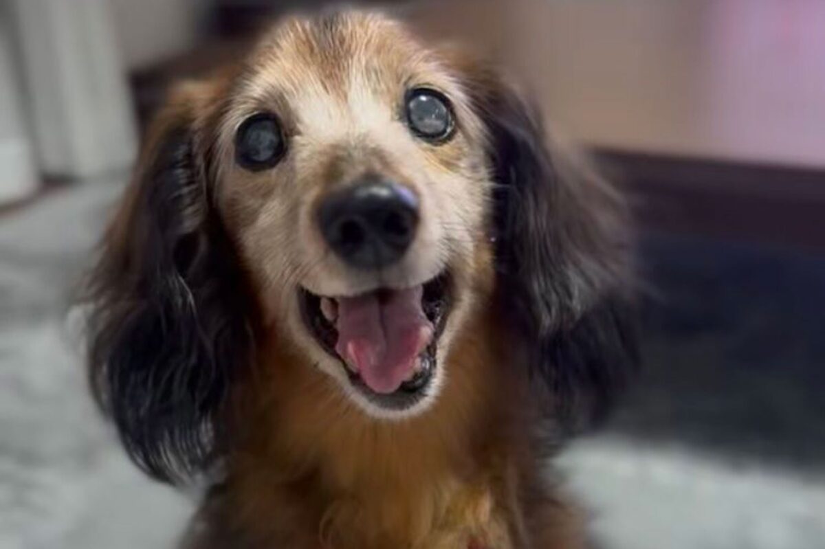 ダックスフンドのアロンくん