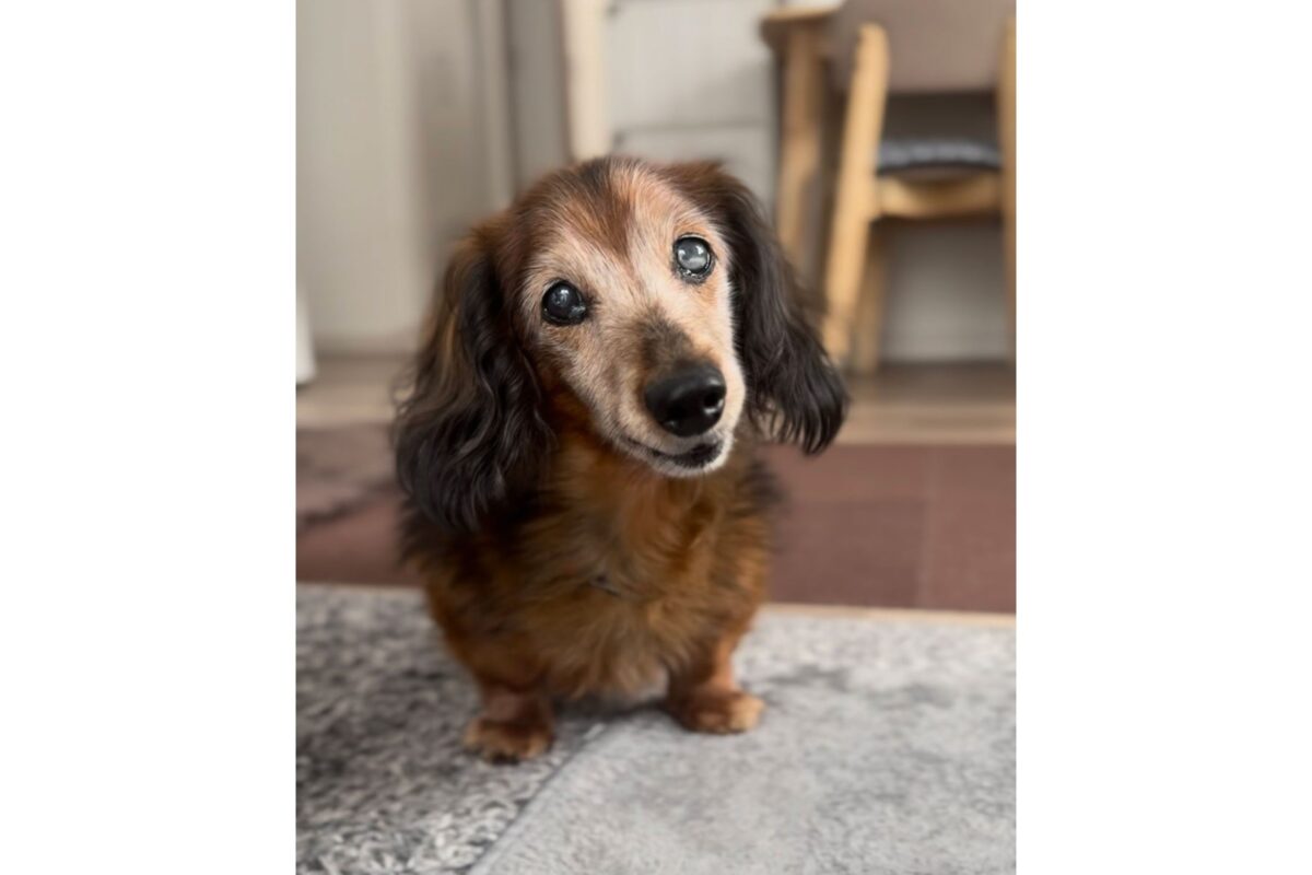 ダックスフンドのアロンくん