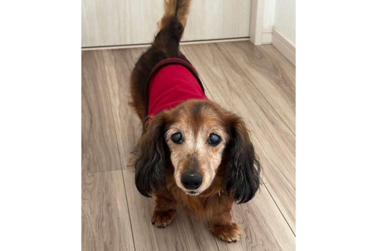 ダックスフンドのアロンくん