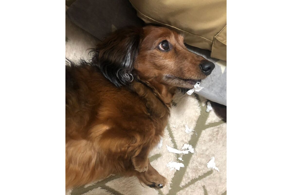 ダックスフンドのアロンくん