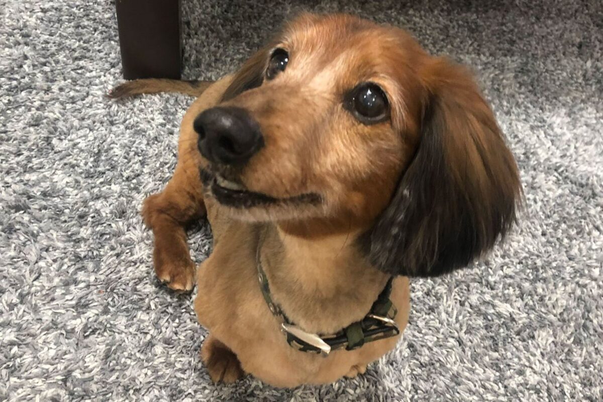 ダックスフンドのアロンくん