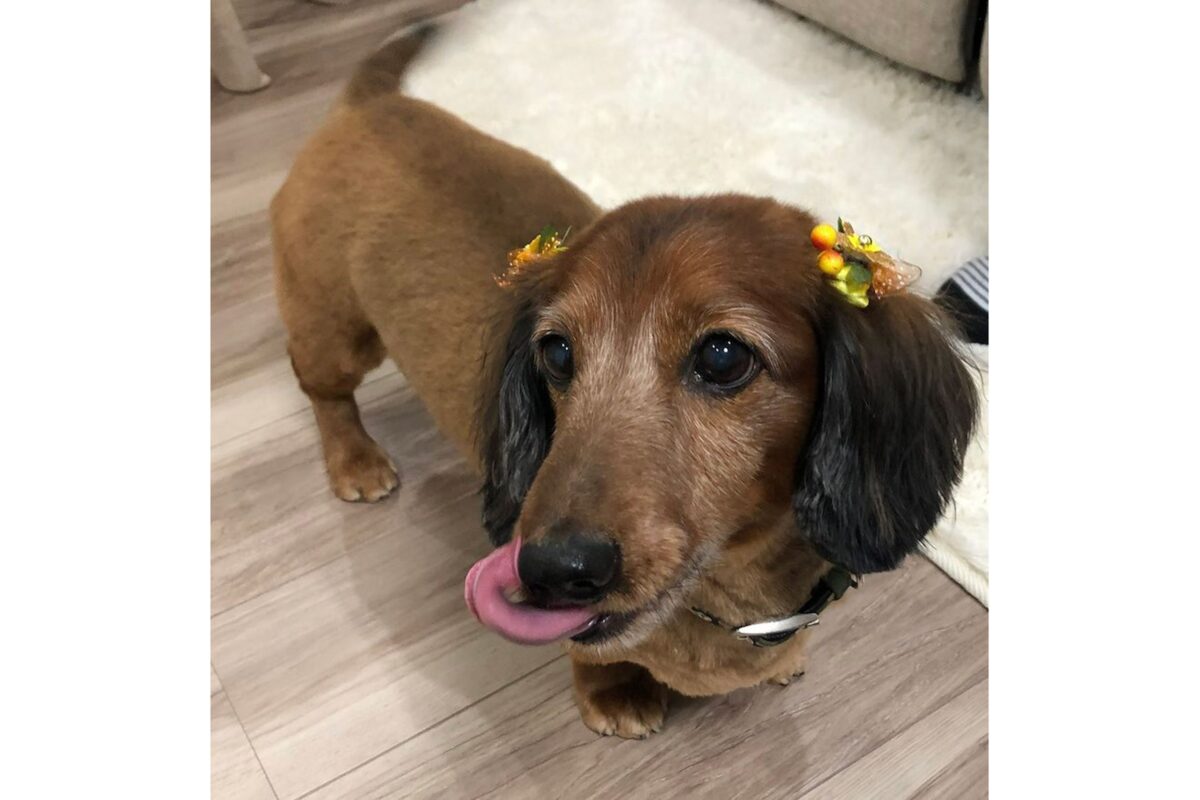 ダックスフンドのアロンくん