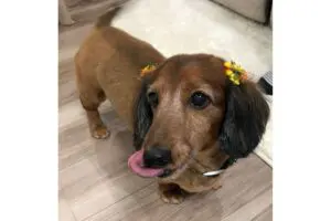 sirabee20251120aron-kun9