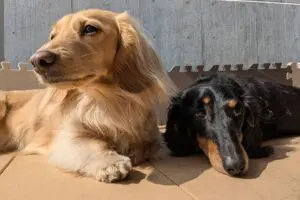 【究極の選択】「足が短い犬」で連想する犬種は？　ダックスフンドとコーギー、かわいい頂上決戦が勃発