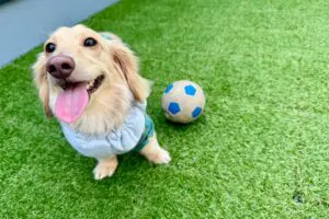 sirabee20251127dog10