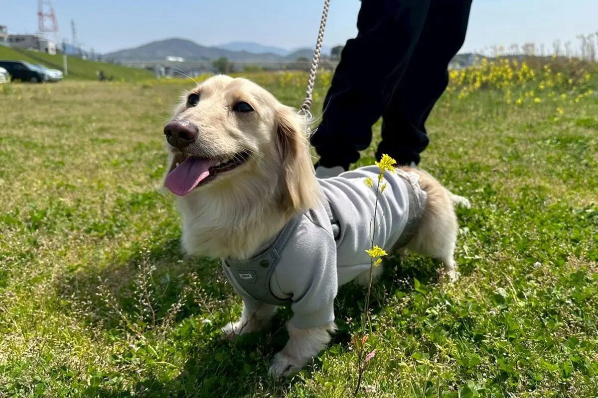 sirabee20251127dog11