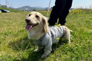 sirabee20251127dog11