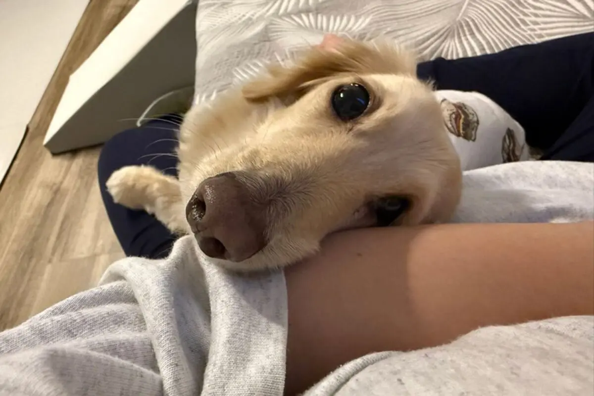 sirabee20251127dog12