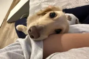 sirabee20251127dog12