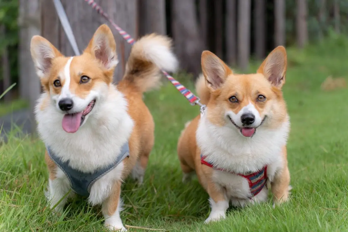 sirabee20251127dog13