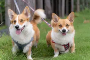 sirabee20251127dog13