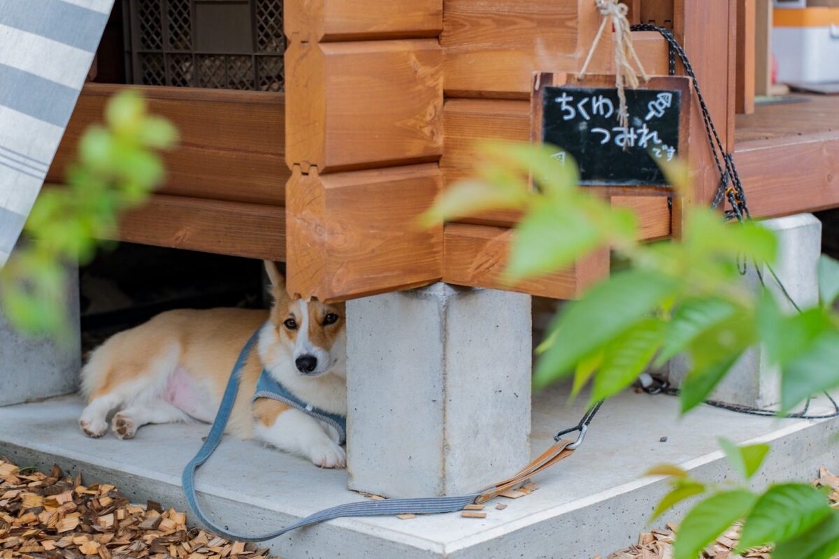 コーギーのつみれちゃん