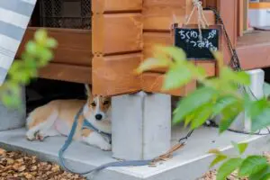 sirabee20251127dog14