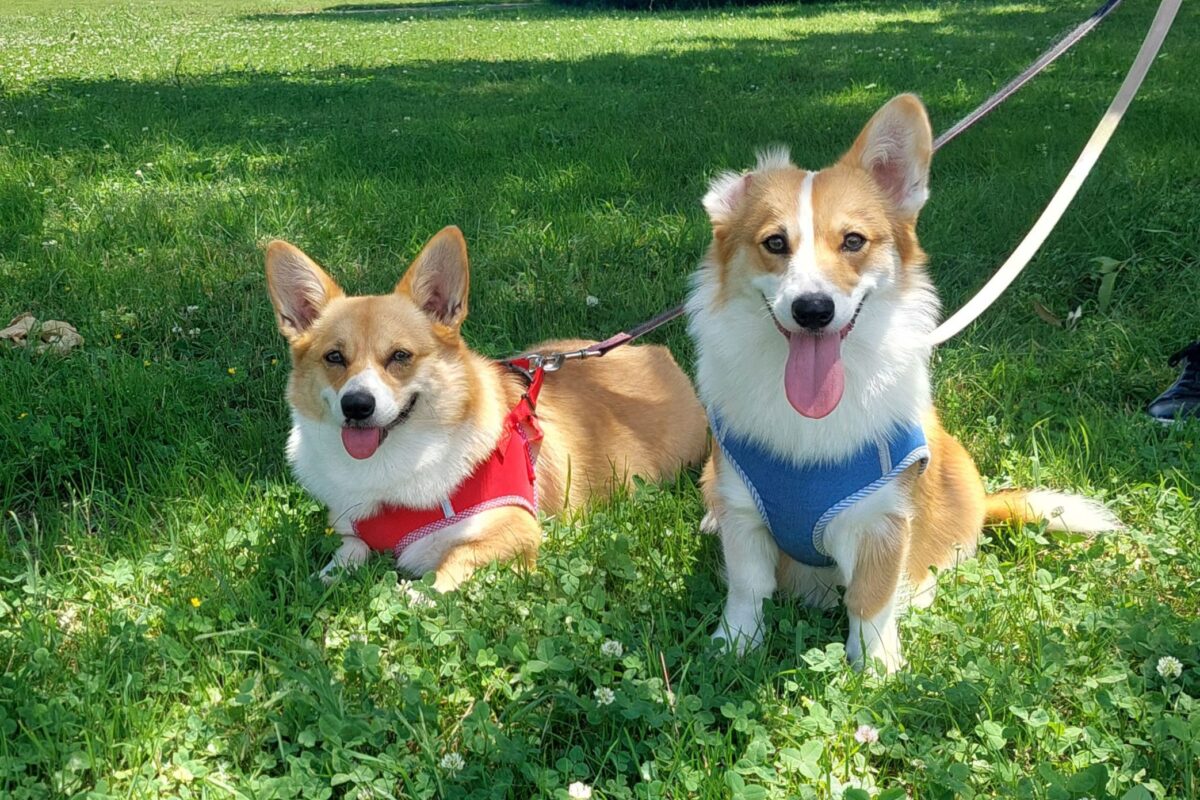 コーギーのちくわちゃんとつみれちゃん