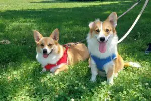 sirabee20251127dog15