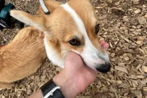 sirabee20251127dog16