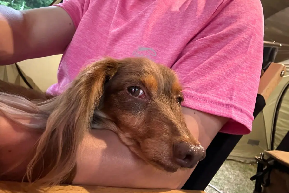 sirabee20251127dog17