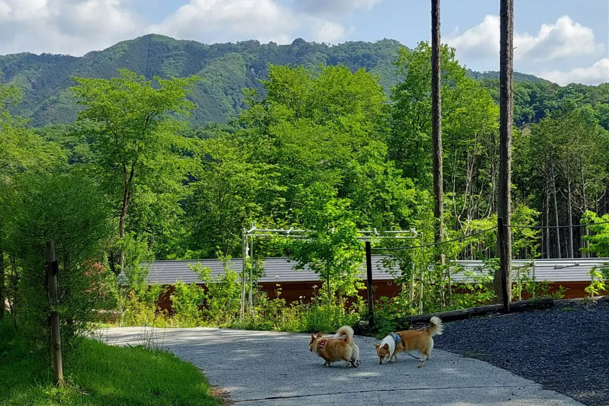 sirabee20251127dog19