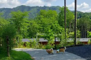 sirabee20251127dog19