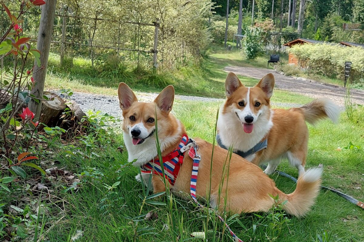 コーギーのちくわちゃんとつみれちゃん