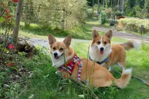 sirabee20251127dog20