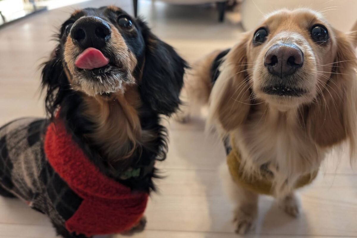 ダックスフンドのはちくんとぷくちゃん