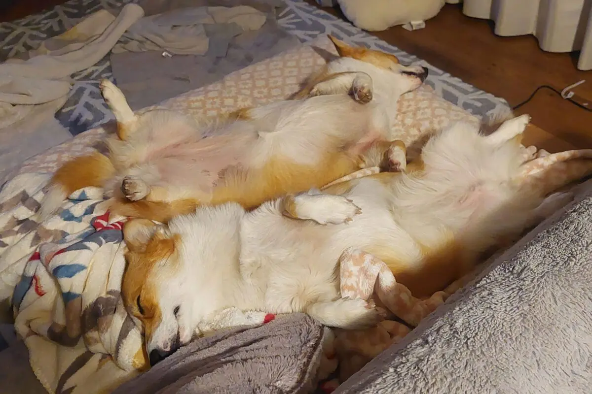 sirabee20251128corgi2