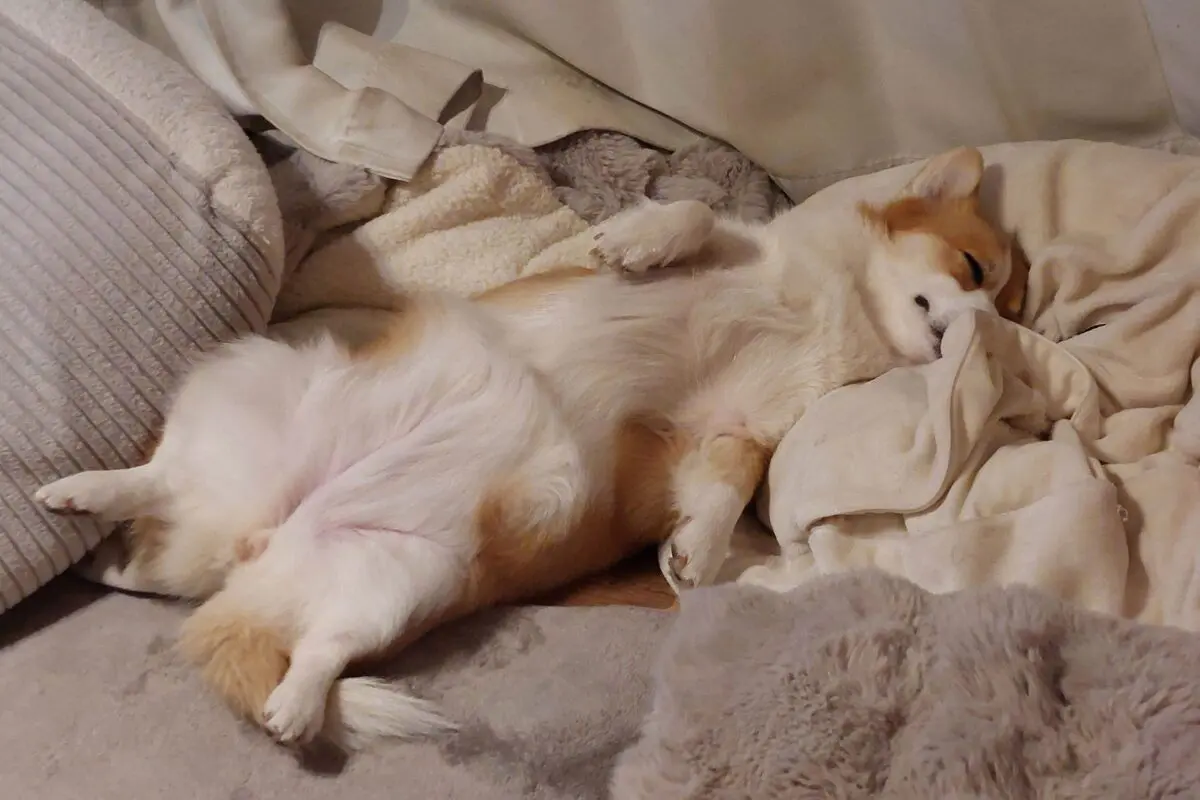 sirabee20251128corgi3