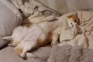 sirabee20251128corgi3