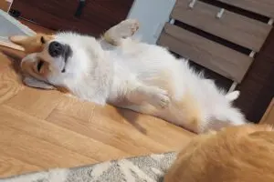 sirabee20251128corgi4