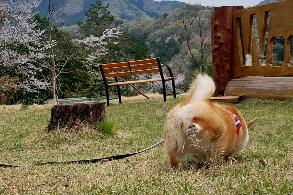 sirabee20251128corgi5