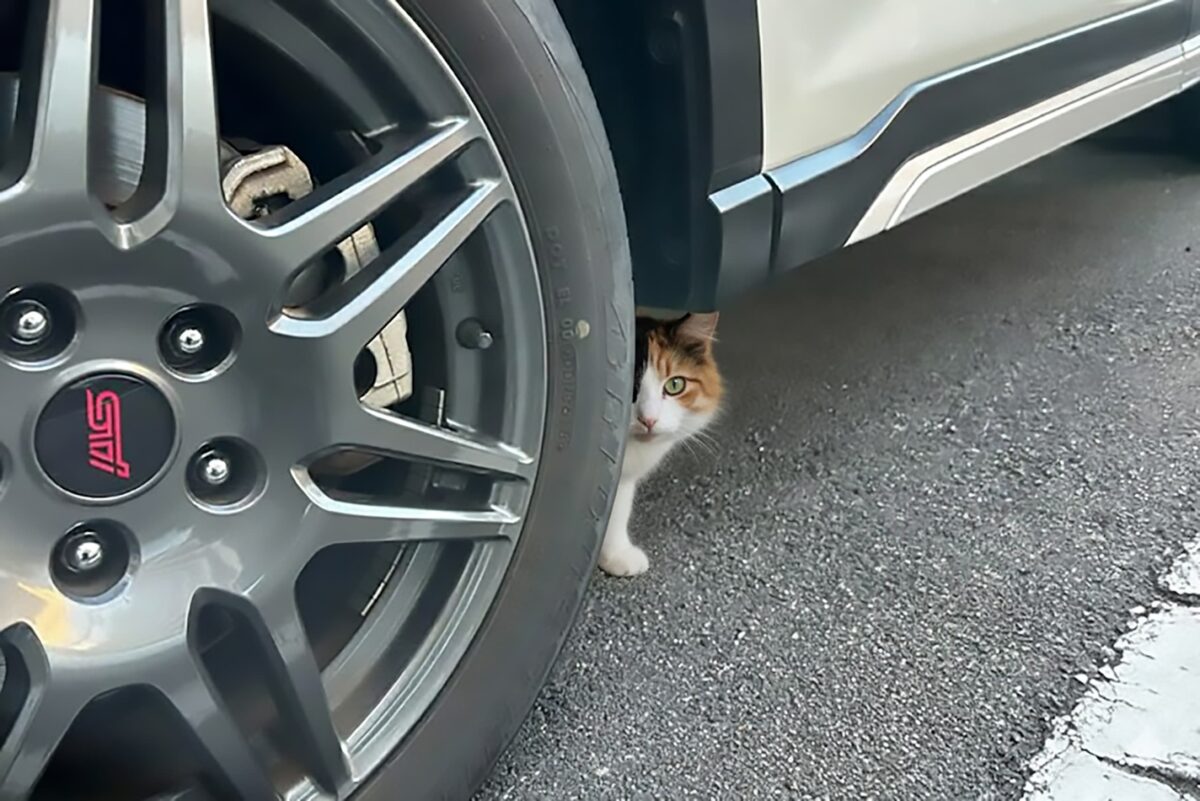 車の下に猫（車・猫バンバン）