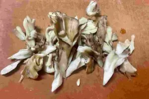 sirabee20251205maitake2