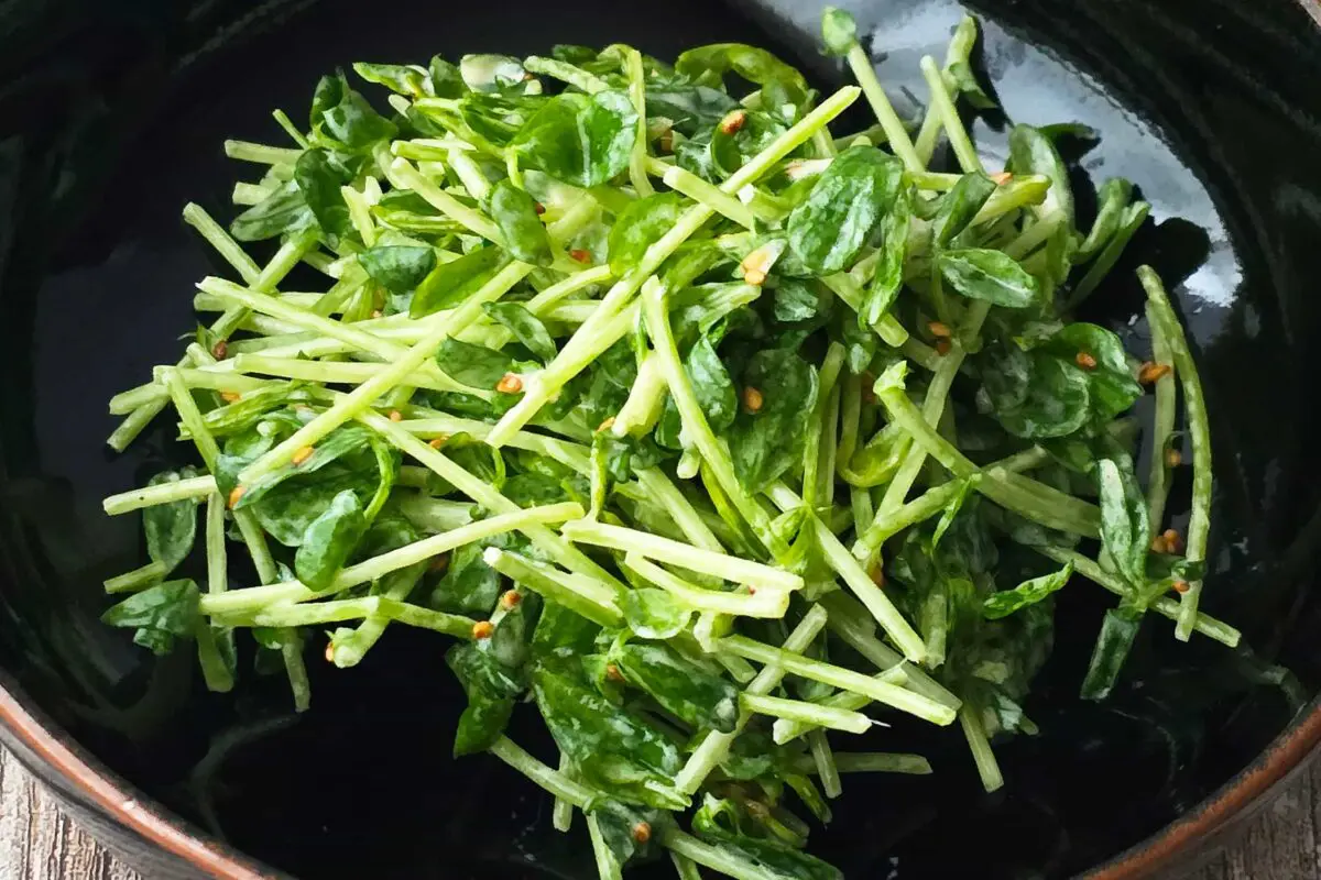 sirabee20251205tomyo4