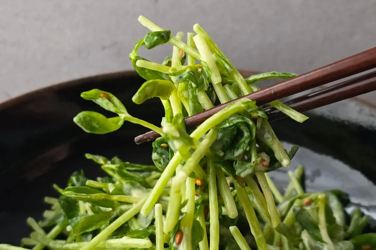 sirabee20251205tomyo5