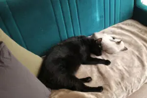 無印の「洗えるホットシート」 使ってみたら最高すぎた… 猫も人も溶けて動けない