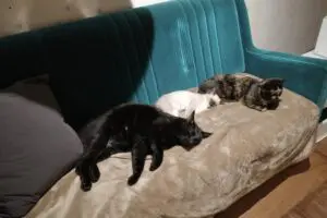 sirabee20251209muji4